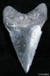 Sharp / Inch Bone Valley Megalodon Tooth #2440-1